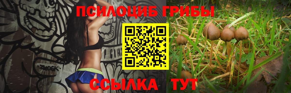 Красный Сулин  Псилоцибиновые грибы Cubensis  Вход с VPN 
